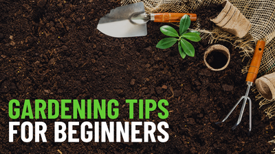 10 Gardening Tips For Absolute Beginners