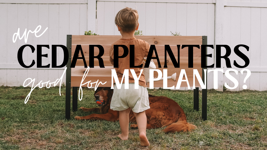 Are Cedar Planters Good for My Plants?