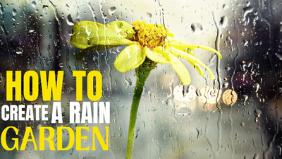 How to Create A Rain Garden!