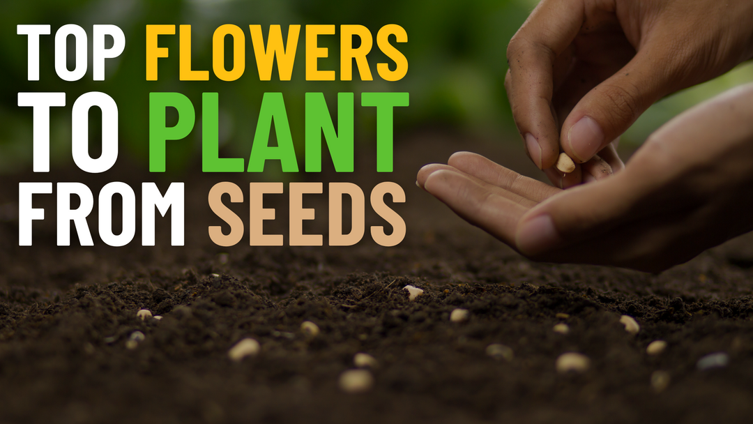 Top Flowers To Plant From Seeds