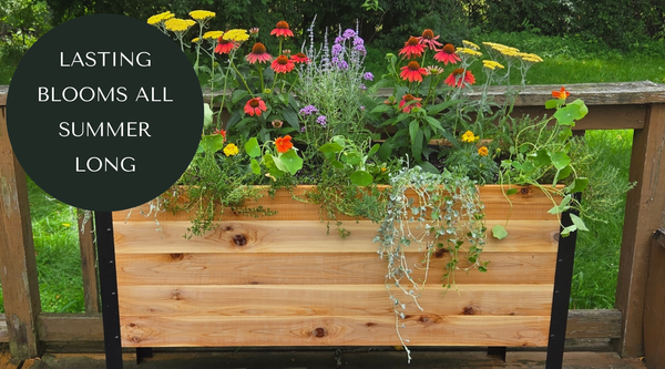 5 Flores Que Florecen Todo el Verano Sin Necesidad de Quitar Flores Marchitas