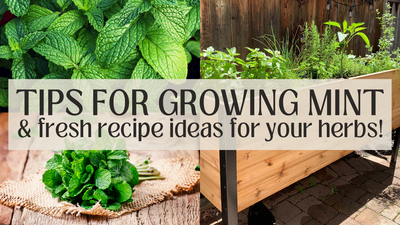 Tips for growing Mint in your raised garden bed