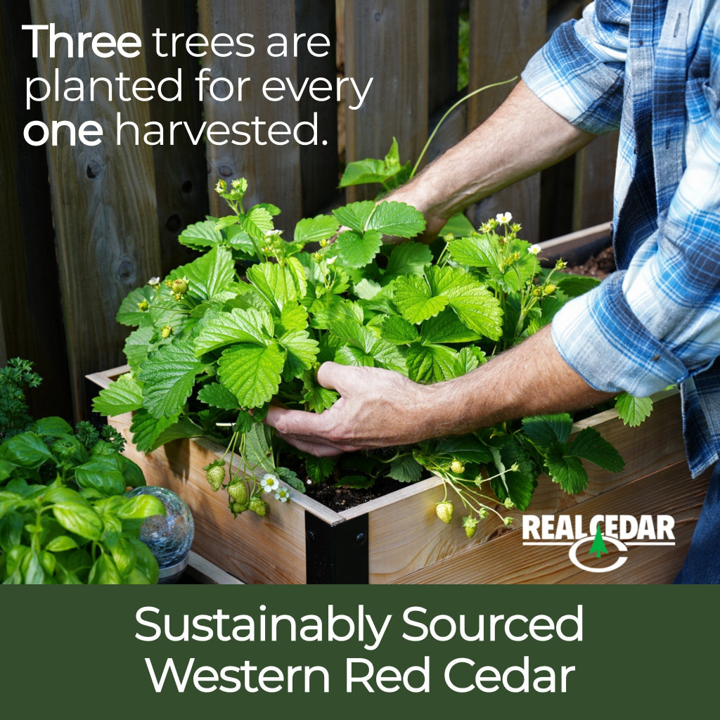 Person holding a plant with text about sustainable forestry practices and Real Cedar branding.