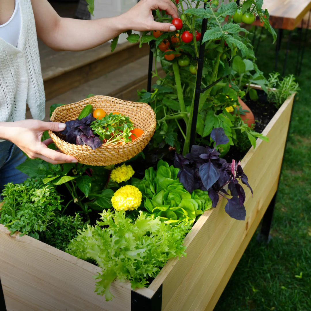 E-Book: Guía para principiantes sobre cultivo en mesas elevadas