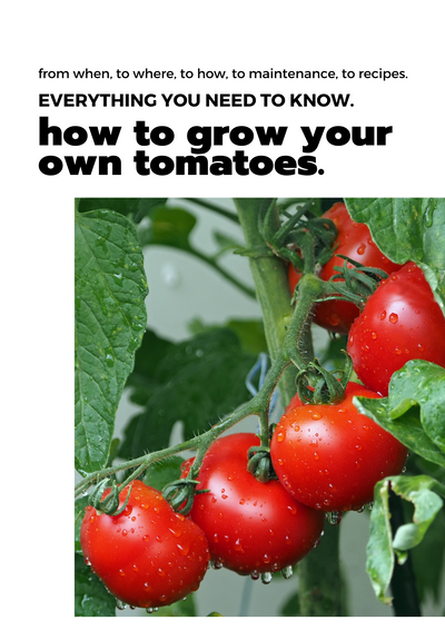 Guía de cultivo de tomates en formato electrónico (Inglés)